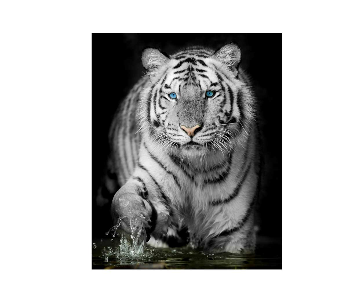 Cuadro de Tigre Ojos Azules | Yolodecoro.pe